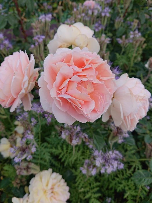 Продам троянди дорослі кущі