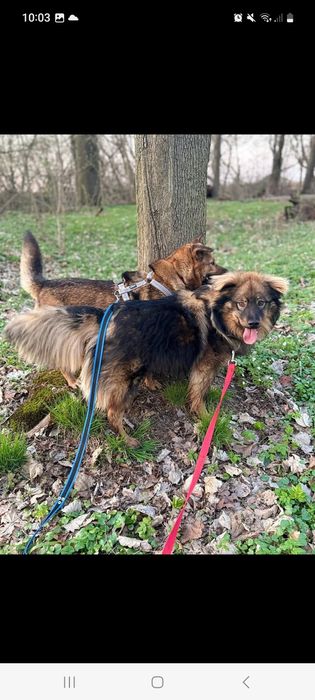 Mushu roczny super pies do adopcji