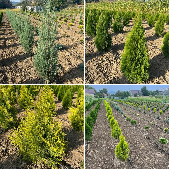 Туя Смарагд 80-110см пишні, Голден Брабант, ялівець, Блю Еров, ялинки.