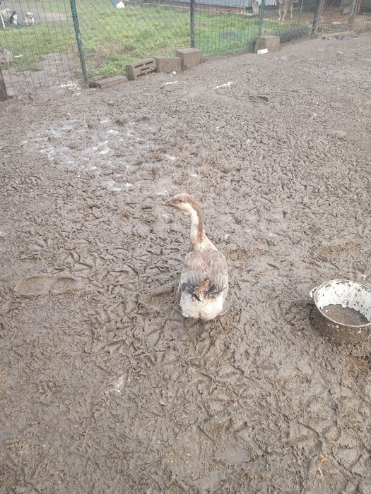 Sprzedam gęsi młode