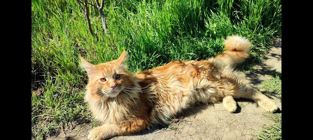 Котята мейнкуны кошечки и котики