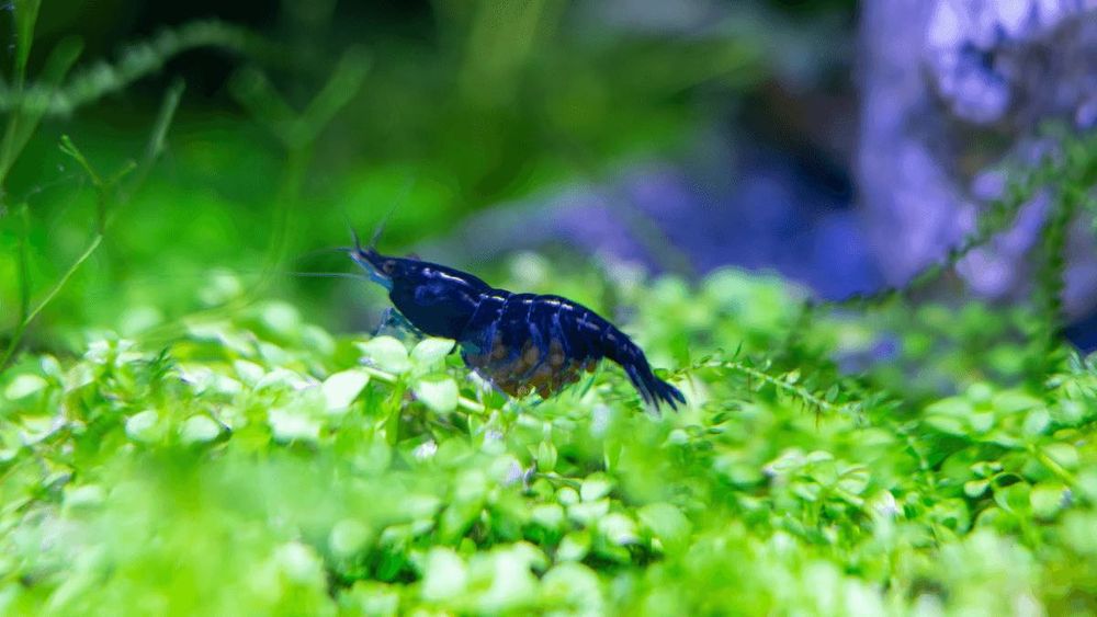 Camarões Blue Dream (Neocaridina davidi) – Azul Intenso