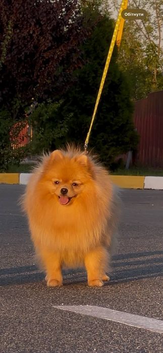 Красуня дівчинка померанський шпіц