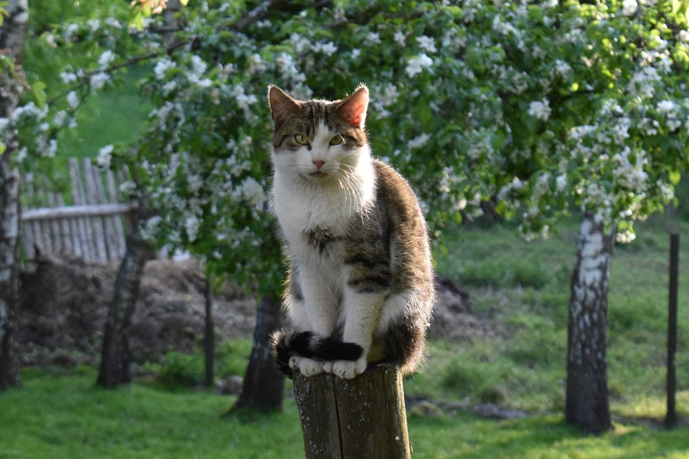 W Udorpiu zaginął młody kot