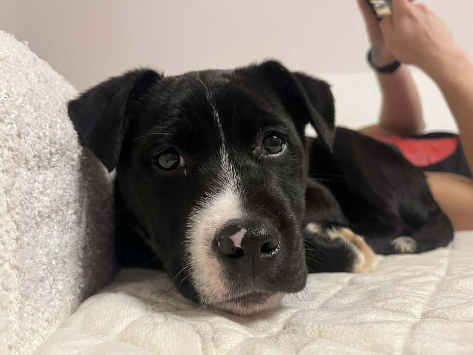 Amstaff dog kanaryjski