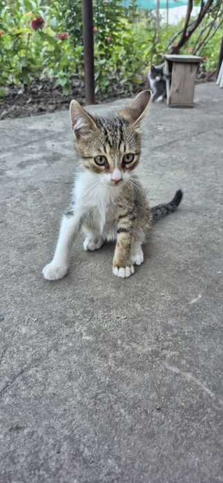 Котенок с дачи бесплатно. Котята даром. Кошка. Кошечка