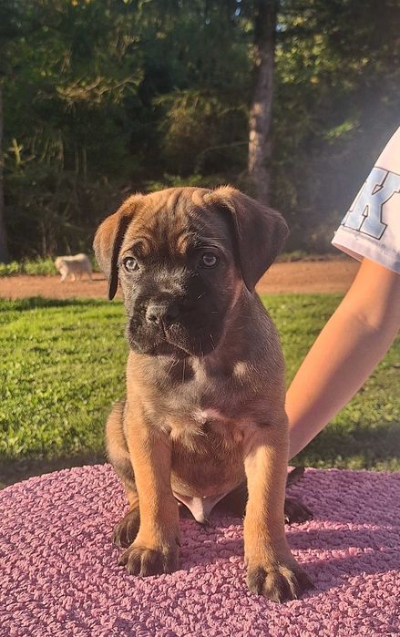 Cane Corso Szczeniaki