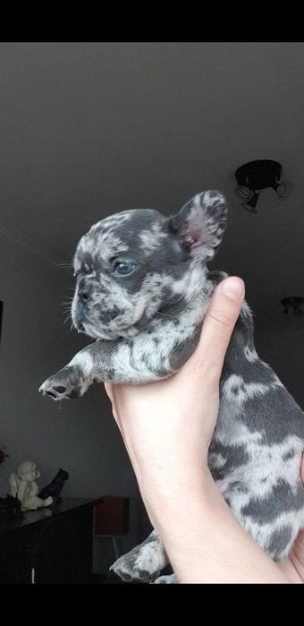 Bulldog Francês merle