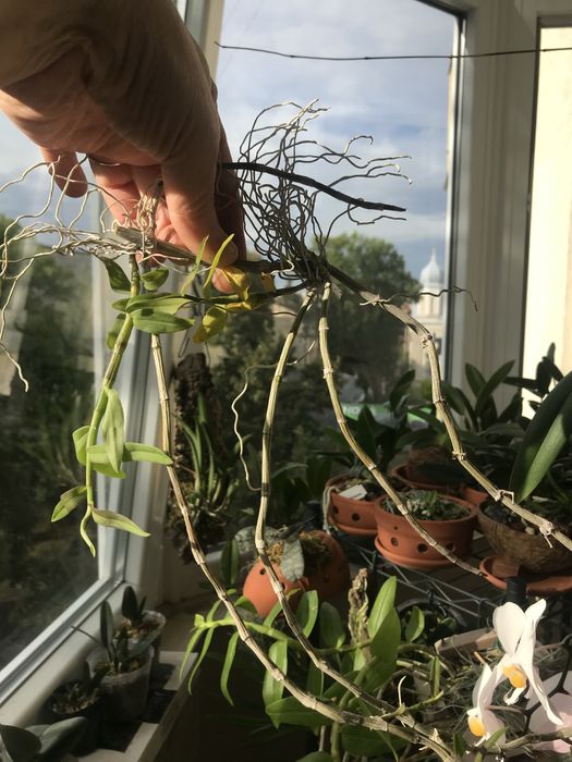 Dendrobium loddigesii*den.aphyllum