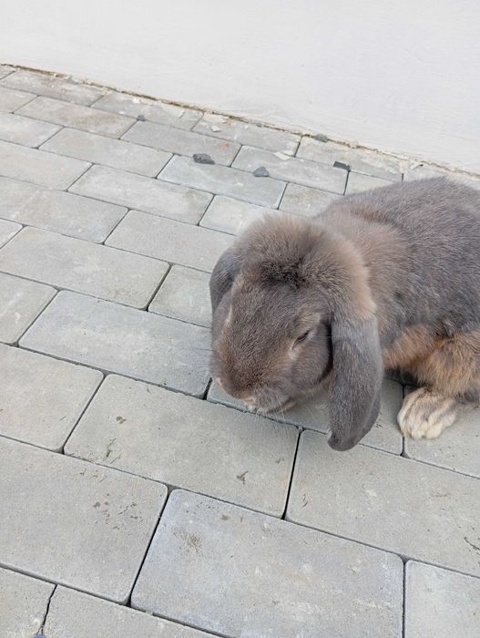 Króliki baran francuski samiec samce