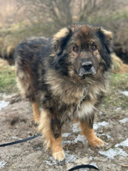 Piękny, spokojny Teddy szuka kochającego domu