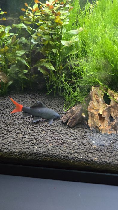 Tubarão Bicolor  / arco iris