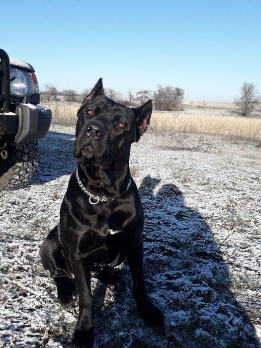 Кане Корсо преміум  | передзамовлення | Івано-Франківськ