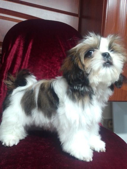 Яскравий хлопчик Ши-тцу