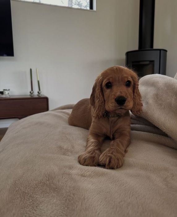 Кокер-спанієлі, що наповнюють дім життям