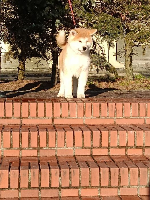 Śliczny gotowy do odbioru samiec Akita
