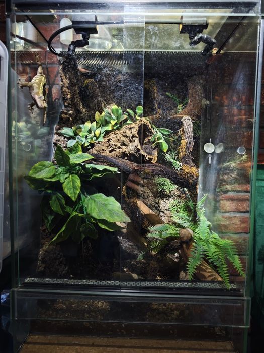 Gekon orzęsiony z terrarium