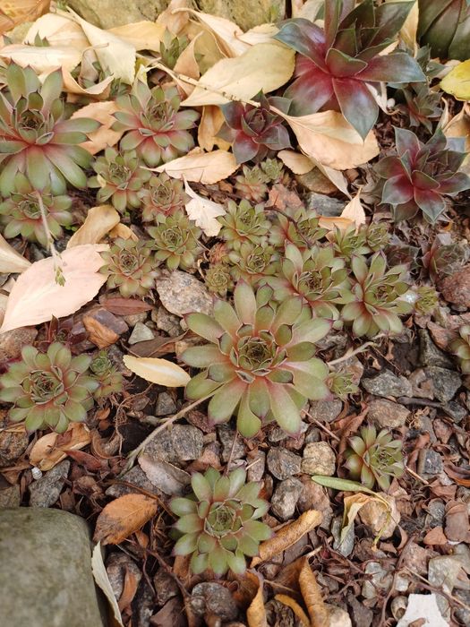 Молодило.Кам'яна троянда