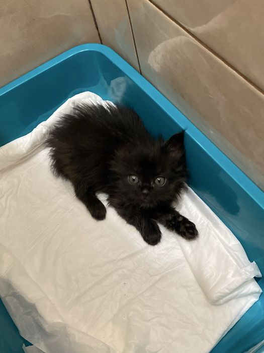 Котики в добрі руки