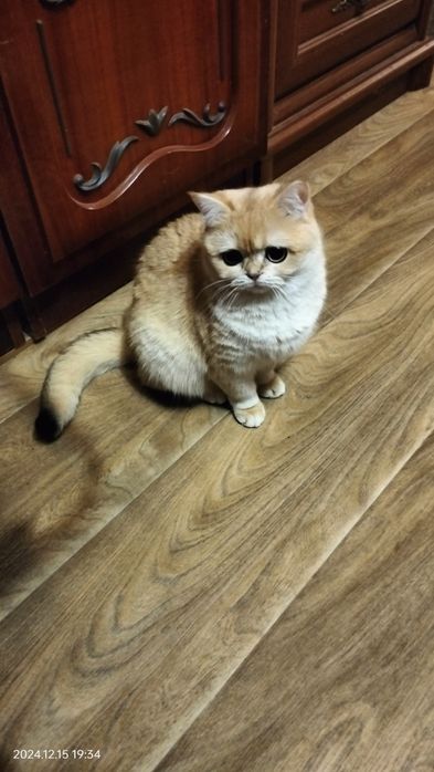 Котята Золотая шиншила