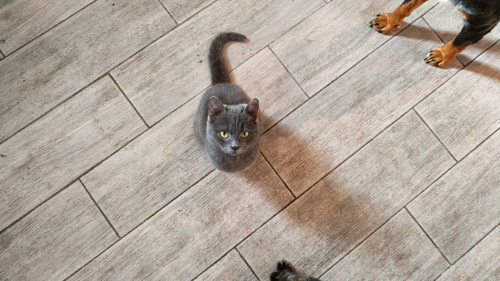 Котик у добрі руки