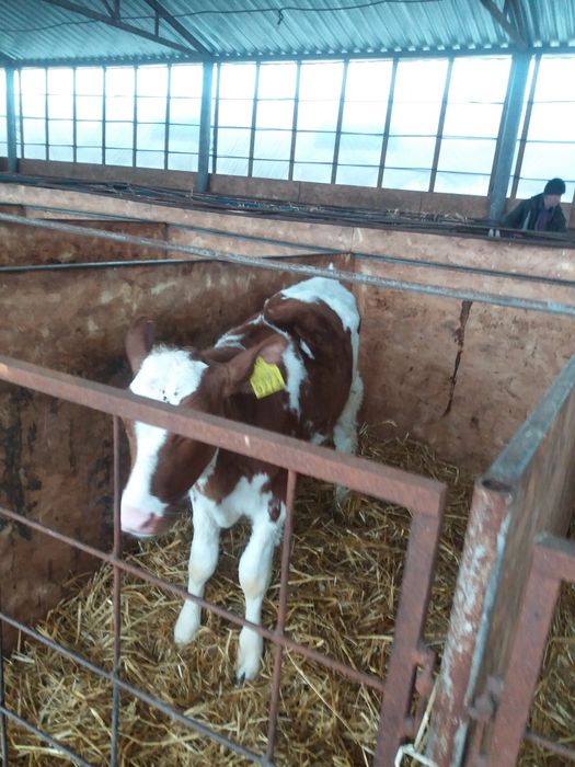 Продам телят симентал