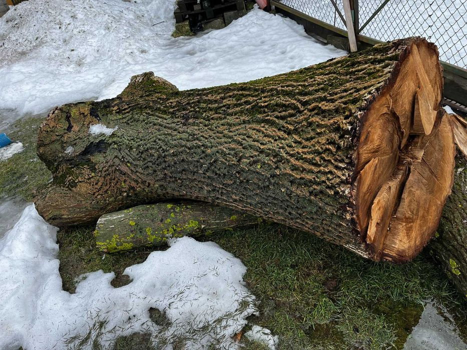 orzech włoski - pień