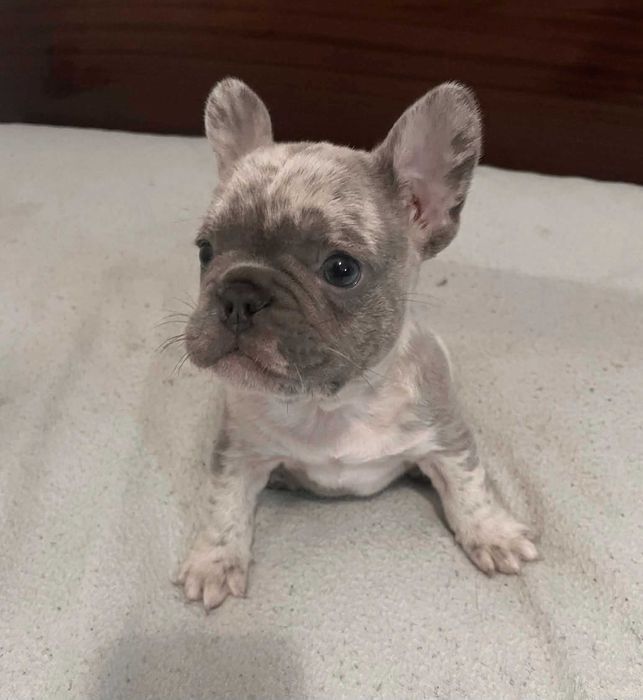 Bulldog francês Macho cor Blue Merle