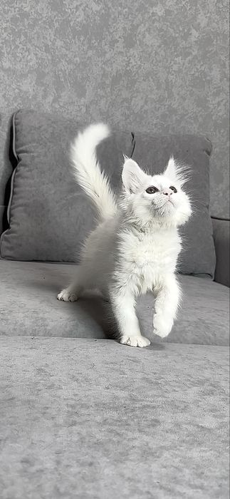 Хлопчик мейн-кун