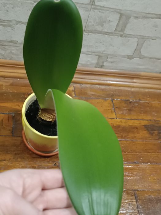 Пушистый гемантус до свята всем та краси +клівія-500 грн!