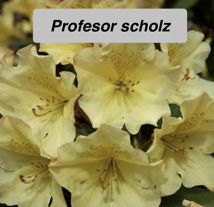 Рододендрон Rhododendron 11 сортів