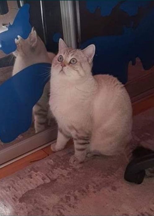 Котик  вязка  шотланський !