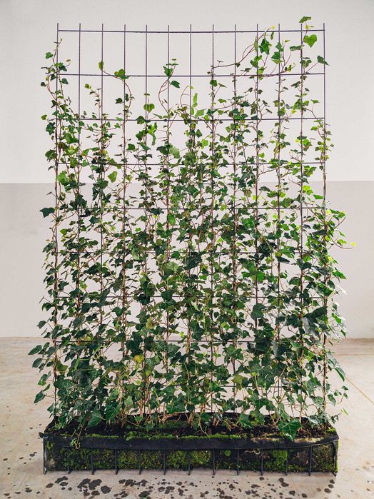 Żywy panel z bluszczu, HIT! Skarszewy • OLX.pl