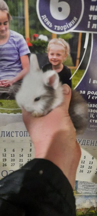 Хлопчики, маленькі пухнастикі, карликові кролики