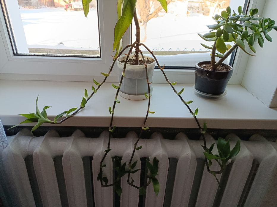 Рослина Золотий ус