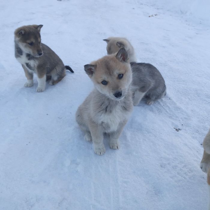 Лайки.Цуценята Західносибірські лайки.