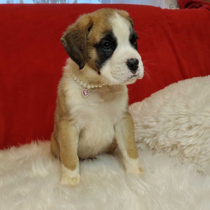 Bokser wspaniałe szczenie