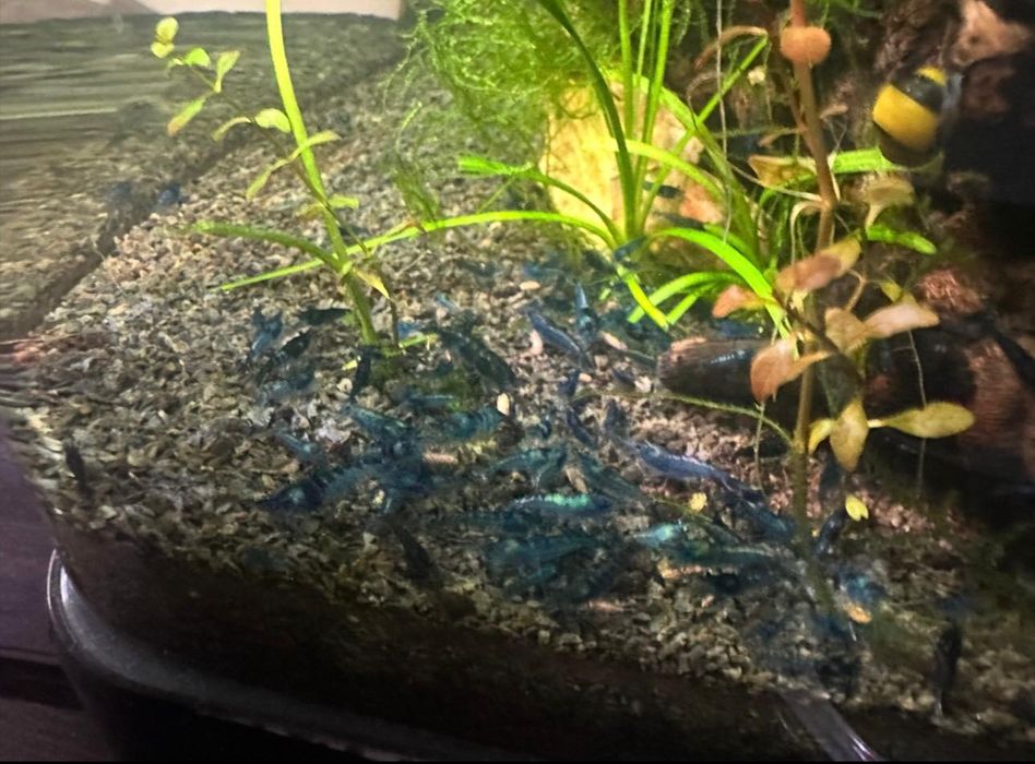 Krewetki Blue Velvet