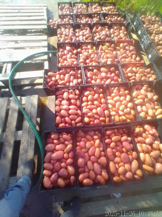 Batata Roxa Nova em quantidade