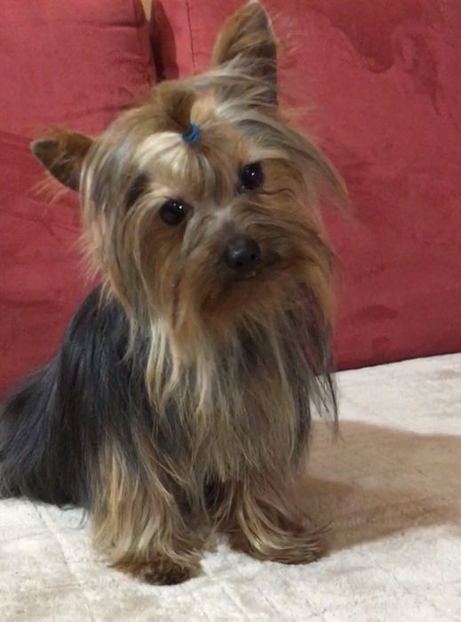 Хлопчик йорікширський тер'єр