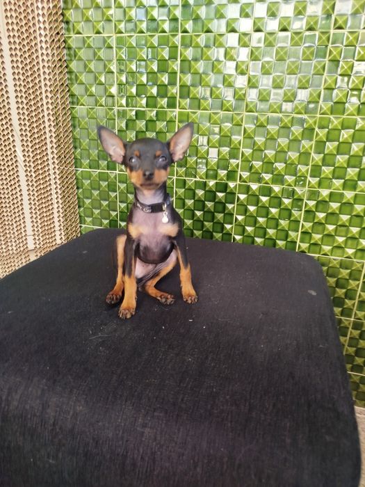 Pinscher zero lindíssimo