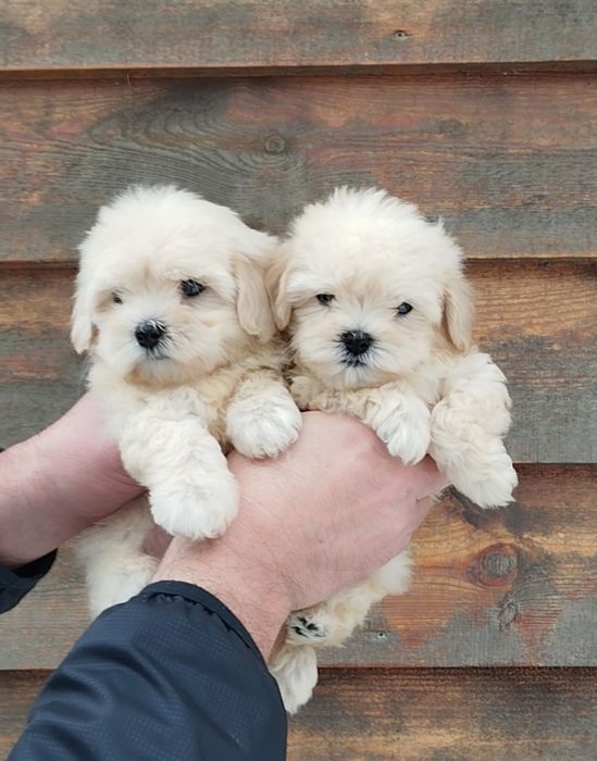 Мальтипу мальчики и девочки