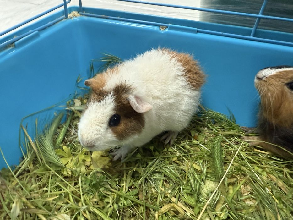 Морская свинка Тедди