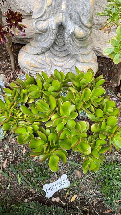 Suculenta jade grande