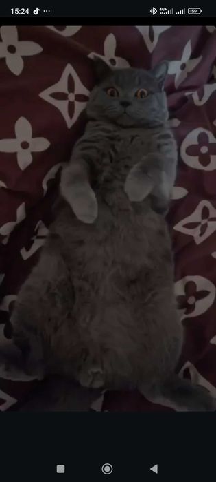 В'язка кота британець самовивіз або розгляну продаж кота. Породистий
