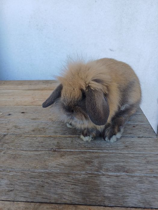 Coelhos anões nascidos em Janeiro