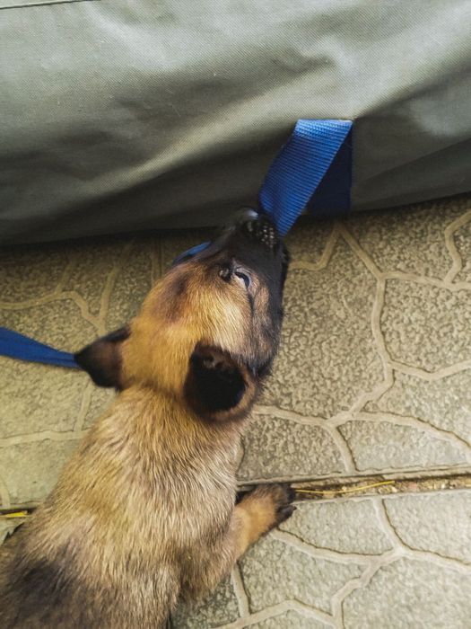 Бельгійська вівчарка цуценята малінуа