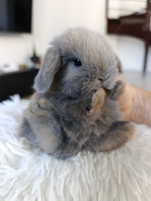 Mini lop karzełek Teddy hodowla zarejestrowana