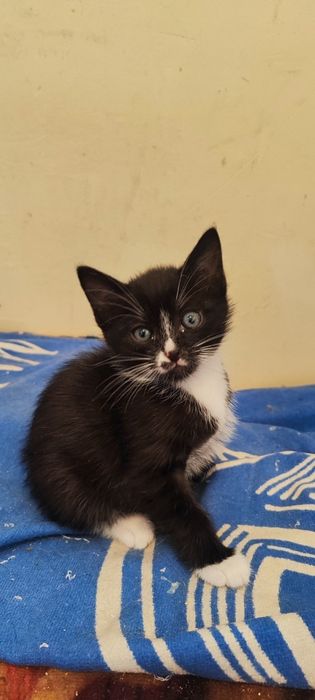 Котята! Два маленькі серця шукають дім!