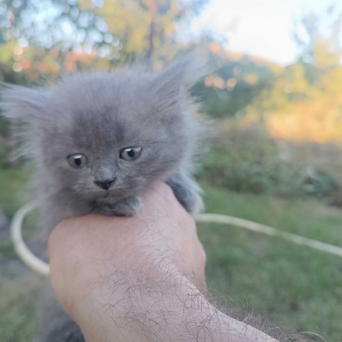 Віддам котят в добрі руки